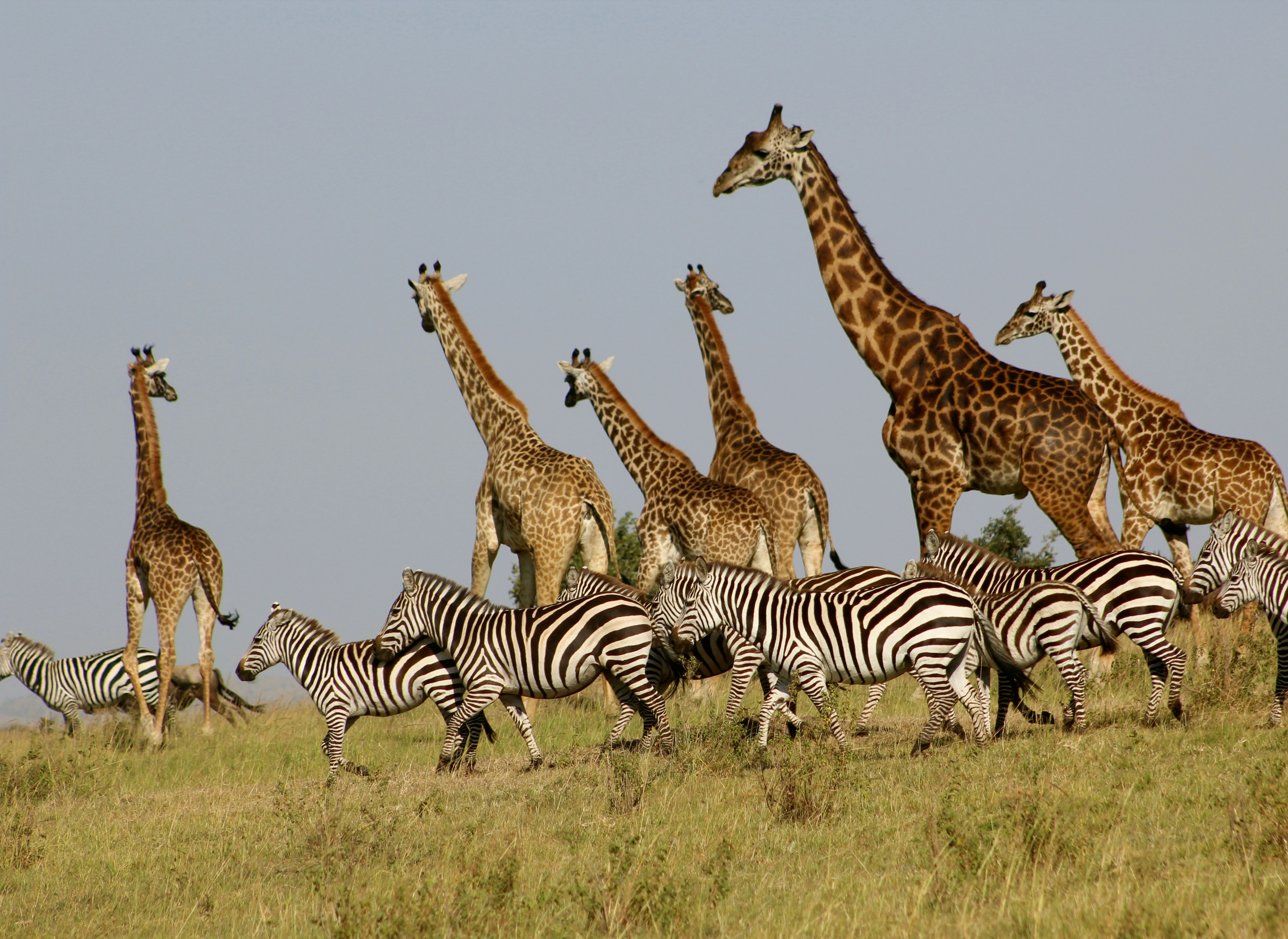 Elephants crossing the savannah