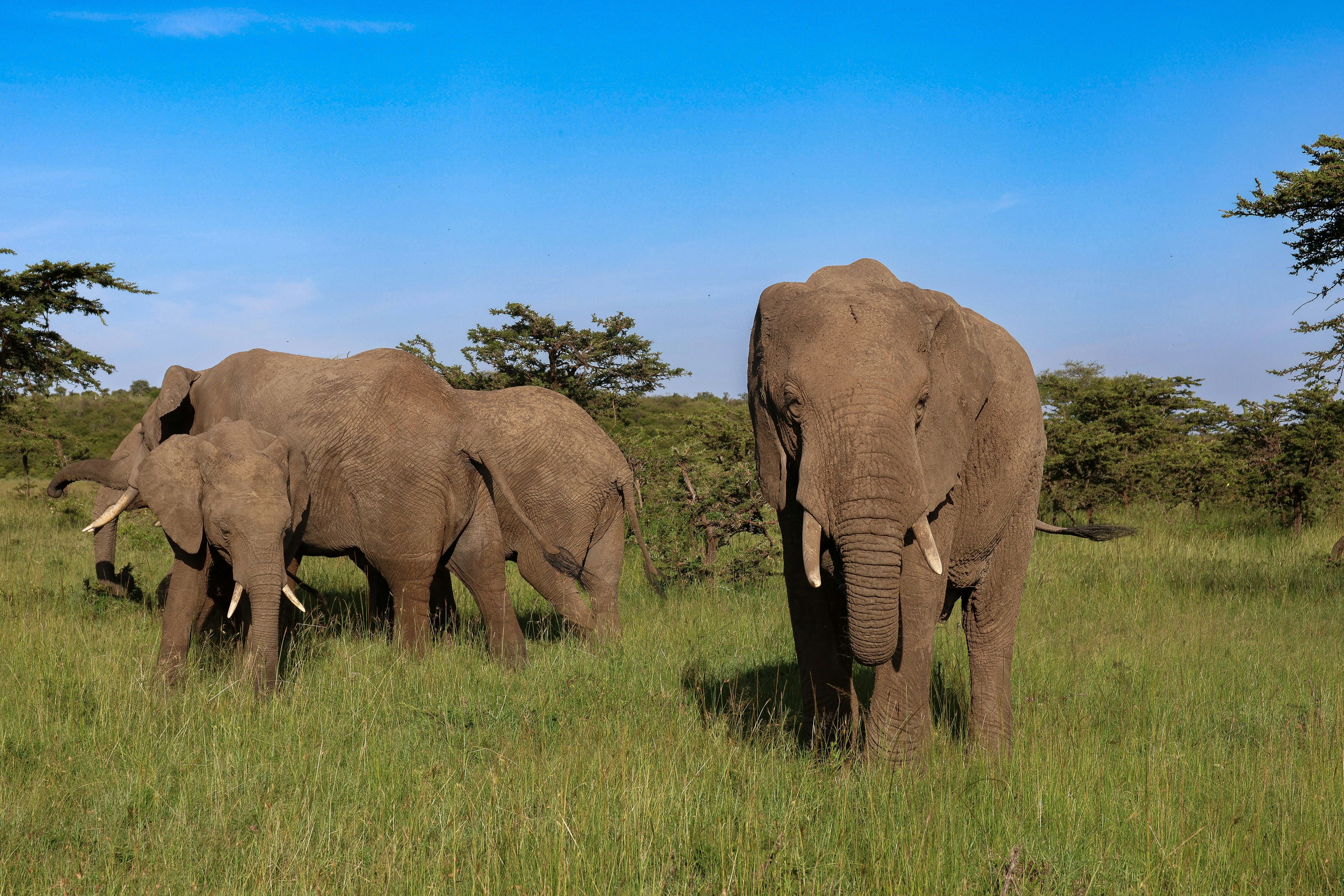 Elephant family crossing the plains in Amboseli