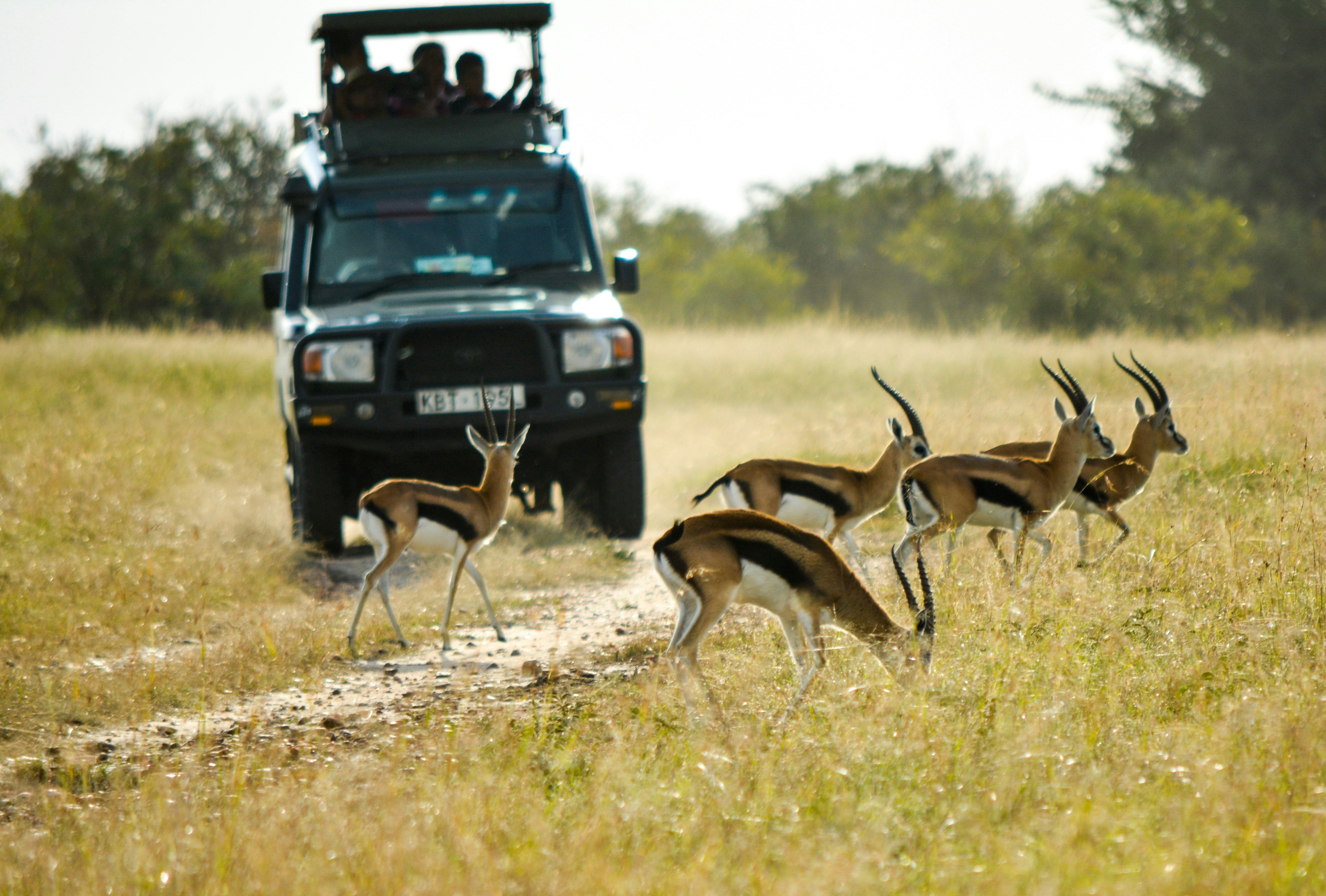 Safari game drive vehicle at sunset in the Masai Mara